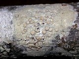 Lecanora caesiorubella image