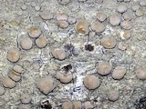 Lecanora caesiorubella image