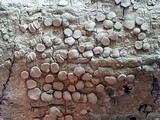 Lecanora caesiorubella image