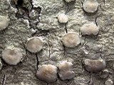 Lecanora caesiorubella image