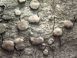Lecanora caesiorubella image