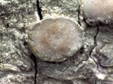 Lecanora caesiorubella image