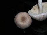 Leucoagaricus barssii image