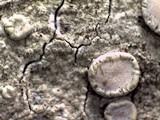 Lecanora caesiorubella image