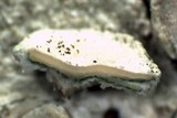 Lecanora caesiorubella image