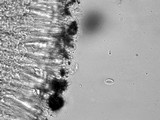Lecanora caesiorubella image