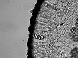 Lecanora caesiorubella image