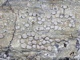 Lecanora caesiorubella image