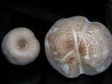 Leucoagaricus barssii image