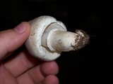 Leucoagaricus barssii image