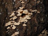 Cerrena unicolor image