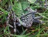 Physarum cinereum image