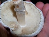 Leucoagaricus barssii image