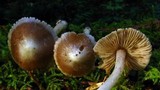 Inocybe albodisca image