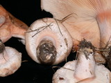 Lactarius pubescens var. betulae image