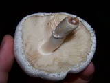 Leucoagaricus barssii image