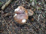 Tricholoma pessundatum image