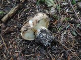 Tricholoma pessundatum image