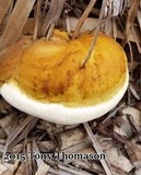 Ganoderma colossus image
