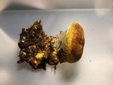 Ganoderma colossus image