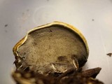 Ganoderma colossus image