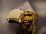 Ganoderma colossus image