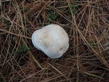 Rhodocollybia maculata image