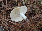Rhodocollybia maculata image