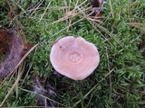 Lactarius vinaceorufescens image
