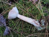 Lactarius vinaceorufescens image
