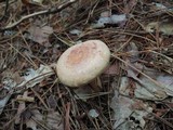 Lactarius vinaceorufescens image