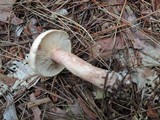 Lactarius vinaceorufescens image