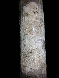 Ochrolechia subpallescens image