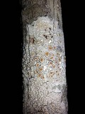 Ochrolechia subpallescens image
