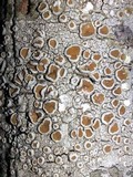 Ochrolechia subpallescens image