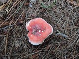 Russula silvestris image