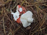 Russula silvestris image