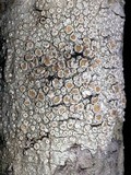 Ochrolechia subpallescens image