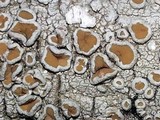 Ochrolechia subpallescens image