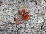 Ochrolechia subpallescens image