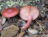 Lactarius rufus image