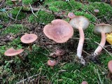 Lactarius rufus image