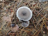 Tricholoma atrosquamosum image