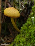 Cortinarius smithii image