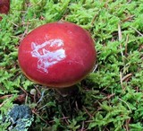 Suillus grevillei image