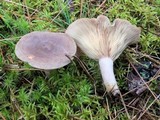 Lactarius mammosus image