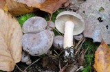 Lactarius mammosus image