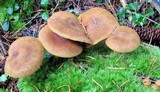 Cortinarius semisanguineus image