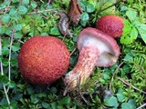 Suillus spraguei image