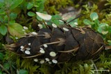 Strobilurus trullisatus image